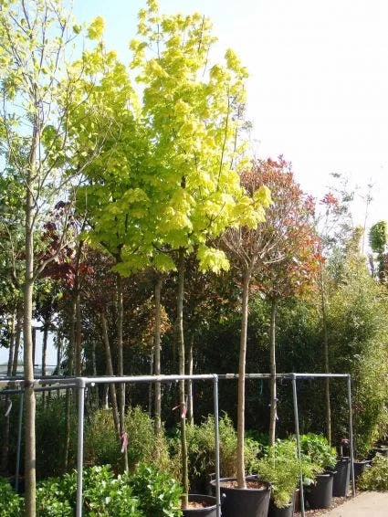 Noorse Esdoorn (Acer Platanoides 'Princeton Gold') 2 Noorse Esdoorn (Acer Platanoides 'Princeton Gold') - Afbeelding 2