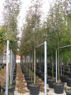 Krentenboom (Amelanchier Arborea 'Robin Hill') -Tuinplanten Winkel 20101209111140 10