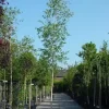 Chinese Berk (Betula Albosinensis)