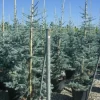 Atlasceder (Cedrus Libani 'Glauca')