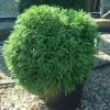 Sikkelden (Cryptomeria Japonica 'Globosa Nana')