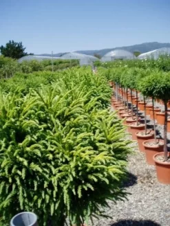 Sikkelden Op Stam (Cryptomeria Japonica 'Globosa Nana') -Tuinplanten Winkel 20101213102352 1