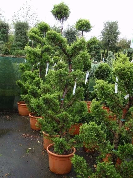 Cipres Als Bonsai (Cupressus Macrocarpa 'Aurea') 2 Cipres Als Bonsai (Cupressus Macrocarpa 'Aurea') - Afbeelding 2
