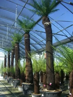 Boomvaren (Dicksonia Antarctica) -Tuinplanten Winkel 20101213133314 11