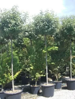 Olijfwilg Als Boom (Elaeagnus Pungens 'Maculata') -Tuinplanten Winkel 20101213140523 8