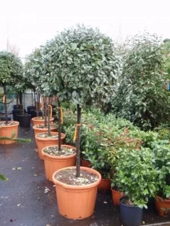 Olijfwilg Op Stam (Elaeagnus Ebbingei) -Tuinplanten Winkel 20101213141424 3