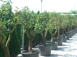 Kaki (Diospyros Kaki) 15 Kaki (Diospyros Kaki) -Tuinplanten Winkel 20101213150225 8