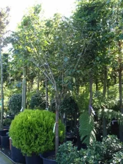 Kaki (Diospyros Kaki) 14 Kaki (Diospyros Kaki) -Tuinplanten Winkel 20101213150233 8