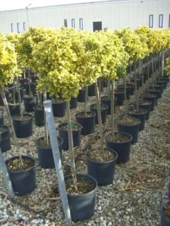 Kardinaalshoed Op Stam (Euonymus Japonicus 'Aureus')