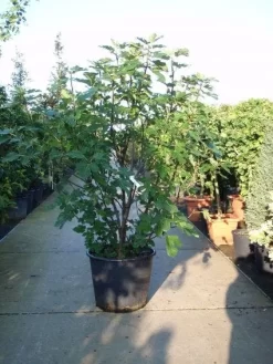 Vijg (Ficus Carica) -Tuinplanten Winkel 20101215105457 10