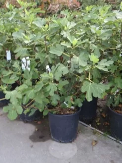 Vijg (Ficus Carica) -Tuinplanten Winkel 20101215105937 10
