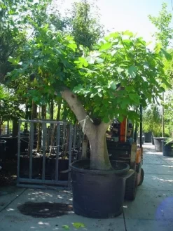 Vijg Als Solitair (Ficus Carica) 13 Vijg Als Solitair (Ficus Carica) -Tuinplanten Winkel 20101215111635 7