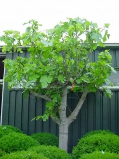 Vijg Als Solitair (Ficus Carica) 12 Vijg Als Solitair (Ficus Carica) -Tuinplanten Winkel 20101215111658 7