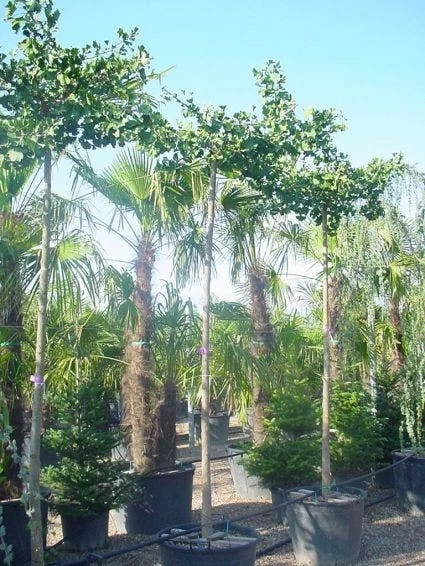 Japanse Notenboom (Ginkgo Biloba 'Horizontalis') 2 Japanse Notenboom (Ginkgo Biloba 'Horizontalis') - Afbeelding 2