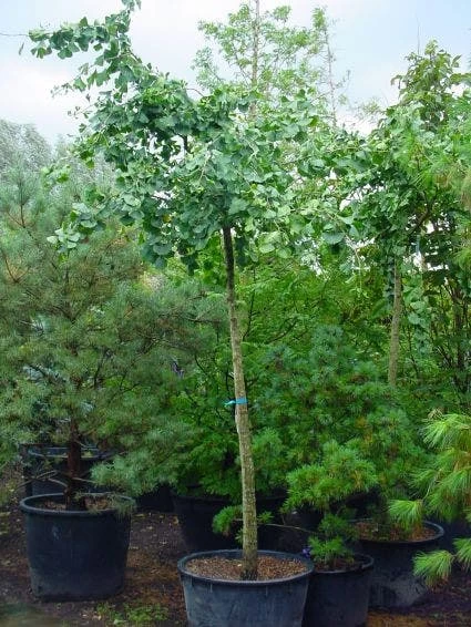 Japanse Notenboom (Ginkgo Biloba 'Horizontalis') 1 Japanse Notenboom (Ginkgo Biloba 'Horizontalis')