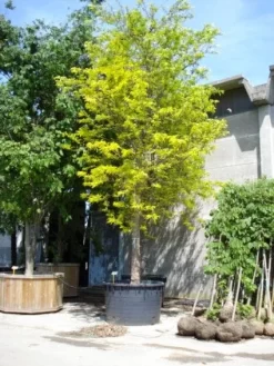 Geelbladige Christusdoorn (Gleditsia Triacanthos 'Sunburst') -Tuinplanten Winkel 20101215121405 13