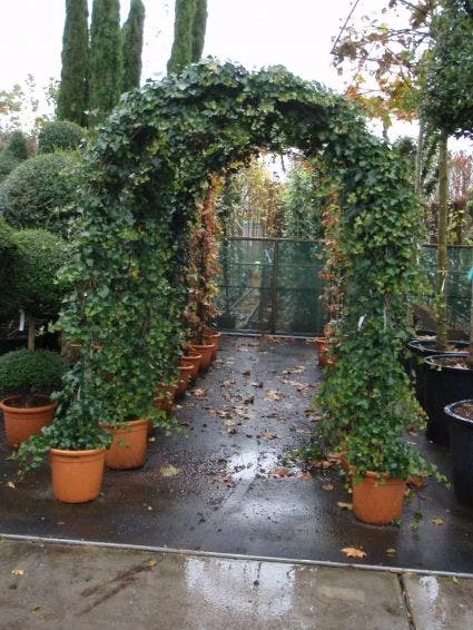 Klimop In Boogvorm (Hedera Hibernica) 4 Klimop In Boogvorm (Hedera Hibernica) - Afbeelding 4