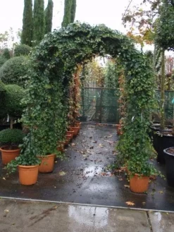 Klimop In Boogvorm (Hedera Hibernica) -Tuinplanten Winkel 20101215125056 1