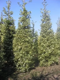 Hulst (Ilex Aquifolium 'Argentea Marginata') -Tuinplanten Winkel 20101215153638 9