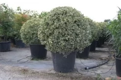 Bonte Hulst In Bolvorm (Ilex Aquifolium 'Argentea Marginata') 8 Bonte Hulst In Bolvorm (Ilex Aquifolium 'Argentea Marginata') -Tuinplanten Winkel 20101215154613 5 1