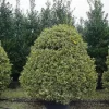 Bonte Hulst In Bolvrom (Ilex Aquifolium 'Silver Queen' )