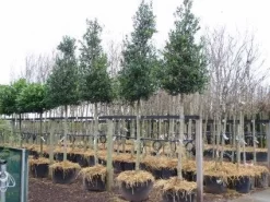 Hulst Als Boom (Ilex 'Nellie R. Stevens') -Tuinplanten Winkel 20101215170614 8 1
