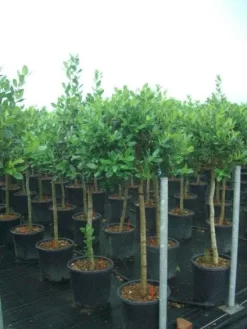 Hulst Op Stam (Ilex 'Nellie R Stevens') -Tuinplanten Winkel 20101215170902 1