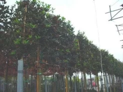 Amerikaanse Hulst Als Leiboom (Ilex 'Nellie R. Stevens')