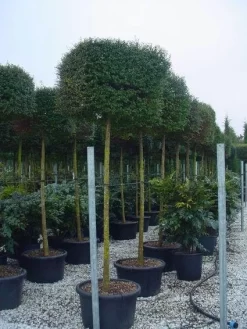 Liguster Op Stam (Ligustrum Delavayanum, Kubus)