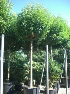 Liguster Als Boom (Ligustrum Japonicum)