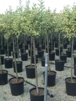 Liguster Op Stam (Ligustrum 'Excelsum Superbum')