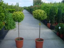 Liguster Op Stam (Ligustrum Ovalifolium 'Aureum')