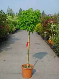 Amberboom Op Stam (Liquidambar 'Gum Ball') -Tuinplanten Winkel 20101217134440 2