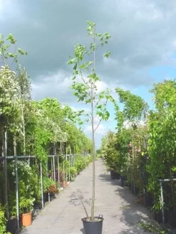Tulpenboom (Liriodendron Tulipifera) -Tuinplanten Winkel 20101217143638 14