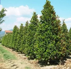 Magnolia (Magnolia Grandiflora 'Gallissoniere') 18 Magnolia (Magnolia Grandiflora 'Gallissoniere') -Tuinplanten Winkel 20101217150008 85 17