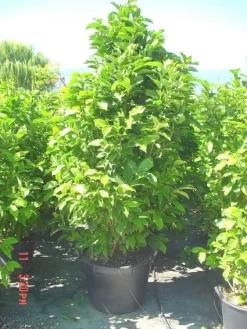 Beverboom (Magnolia Liliiflora 'Nigra') -Tuinplanten Winkel 20101217150734 13 1