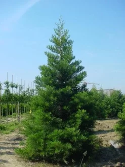 Mammoetboom (Sequoiadendron Giganteum) -Tuinplanten Winkel 20101217160943 9