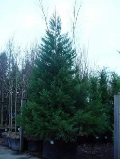 Mammoetboom (Sequoiadendron Giganteum) -Tuinplanten Winkel 20101217160956 8