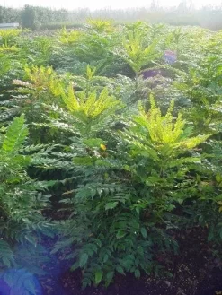 Mahoniestruik (Mahonia Media 'Winter Sun') -Tuinplanten Winkel 20101217162700 11