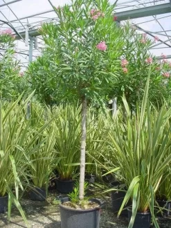 Oleander Als Boom (Nerium Oleander) -Tuinplanten Winkel 20101220114122 5