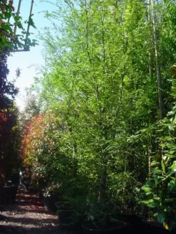 Schijnbeuk (Nothofagus Antarctica) -Tuinplanten Winkel 20101220114349 10