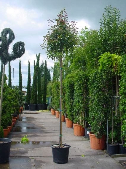 Glansmispel Als Boom (Photinia Fraseri 'Red Robin') 2 Glansmispel Als Boom (Photinia Fraseri 'Red Robin') - Afbeelding 2