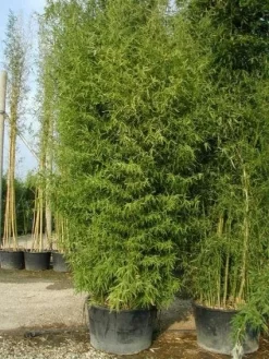 Bamboe (Phyllostachys Aurea) -Tuinplanten Winkel 20101220162254 13