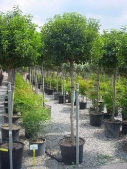 Portugese Laurier Op Stam (Prunus Lusitanica 'Angustifolia') 8 Portugese Laurier Op Stam (Prunus Lusitanica 'Angustifolia') -Tuinplanten Winkel 20101221164022 5