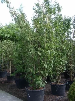 Sierkers, Struikvorm (Prunus Serrulata 'Kanzan') -Tuinplanten Winkel 20101224132249 9