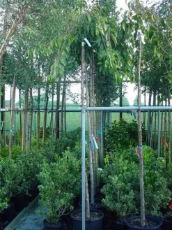 Japanse Treursierkers (Prunus 'Snow Fountain')