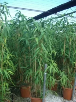 Bamboe (Pseudosasa Japonica) -Tuinplanten Winkel 20101224133625 11