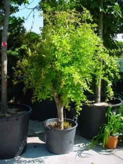 Granaatappel Op Stam (Punica Granatum)