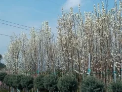 Chinese Sierpeer (Pyrus Calleryana 'Chanticleer') -Tuinplanten Winkel 20101224151150 19