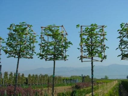 Sierpeer In Kubusvorm (Pyrus Calleryana 'Chanticleer') 2 Sierpeer In Kubusvorm (Pyrus Calleryana 'Chanticleer') - Afbeelding 2